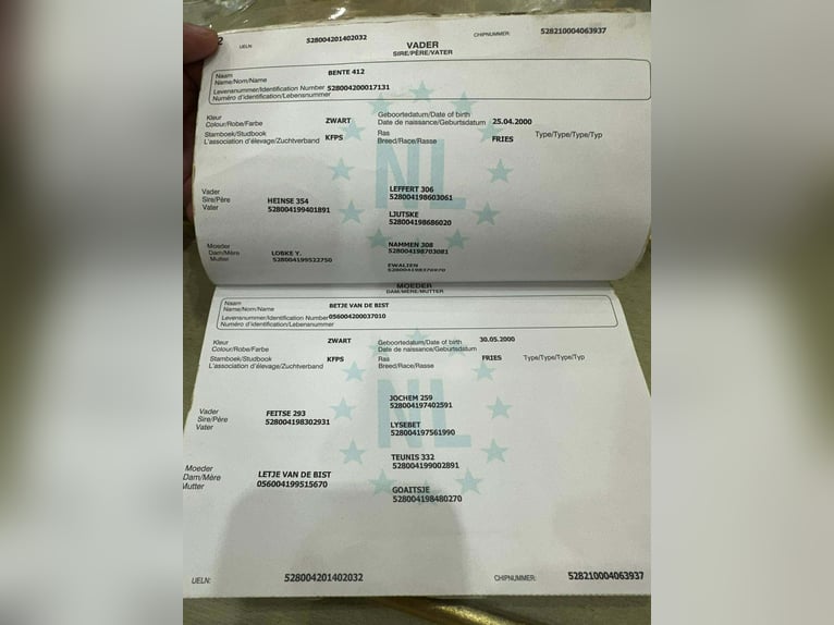 Friesen Hengst 11 Jahre 165 cm Rappe in Békéscsaba