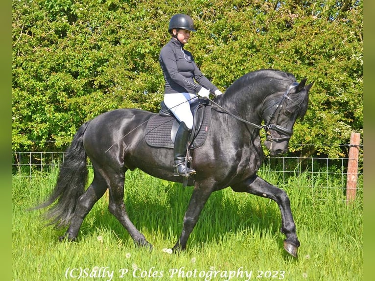 Friesen Hengst 11 Jahre Rappe in Northallerton