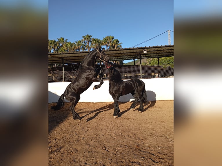 Friesen Hengst 14 Jahre 170 cm Rappe in Marbella