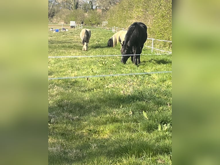 Friesen Mix Hengst 15 Jahre 142 cm Rappe in Leicestershire