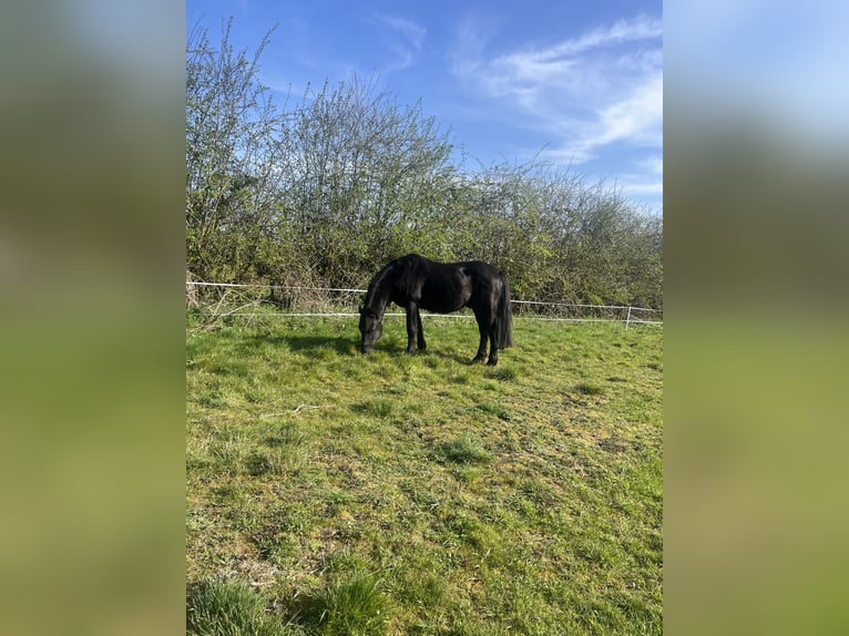 Friesen Mix Hengst 15 Jahre 142 cm Rappe in Leicestershire