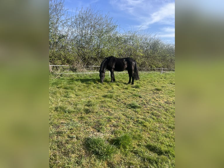 Friesen Mix Hengst 15 Jahre 142 cm Rappe in Leicestershire
