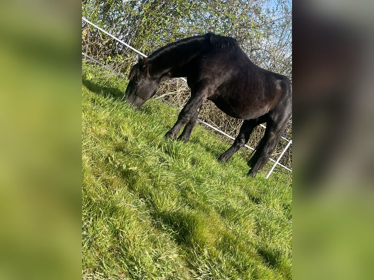 Friesen Mix Hengst 15 Jahre 142 cm Rappe in Leicestershire
