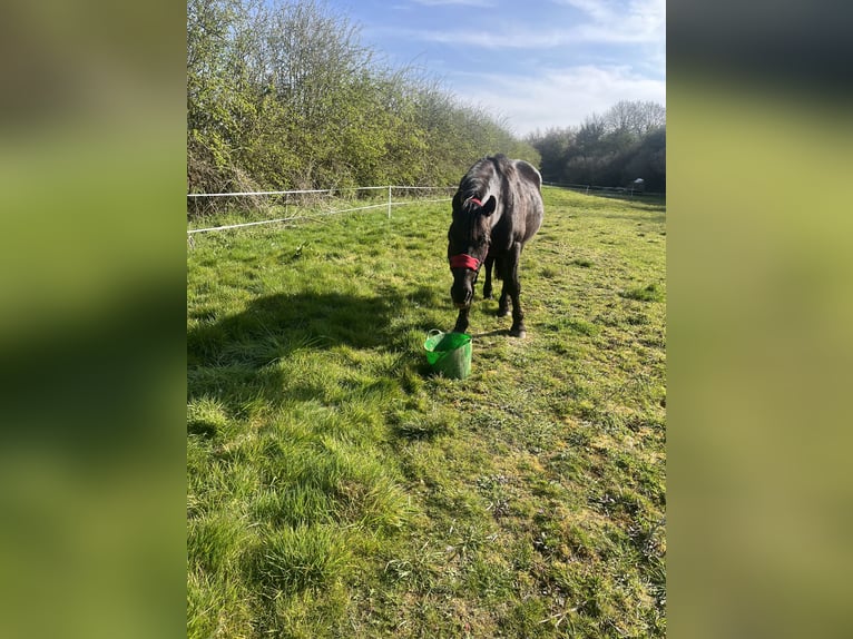 Friesen Mix Hengst 15 Jahre 142 cm Rappe in Leicestershire