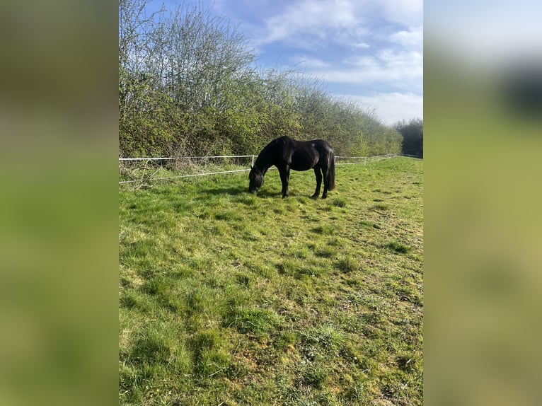 Friesen Mix Hengst 15 Jahre 142 cm Rappe in Leicestershire
