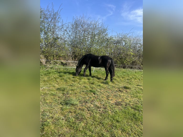 Friesen Mix Hengst 15 Jahre 142 cm Rappe in Leicestershire