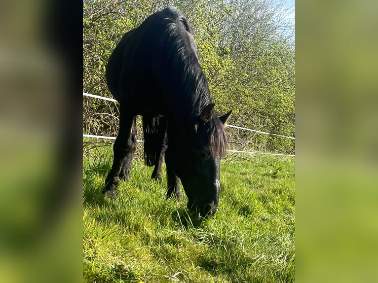 Friesen Mix Hengst 15 Jahre 142 cm Rappe in Leicestershire