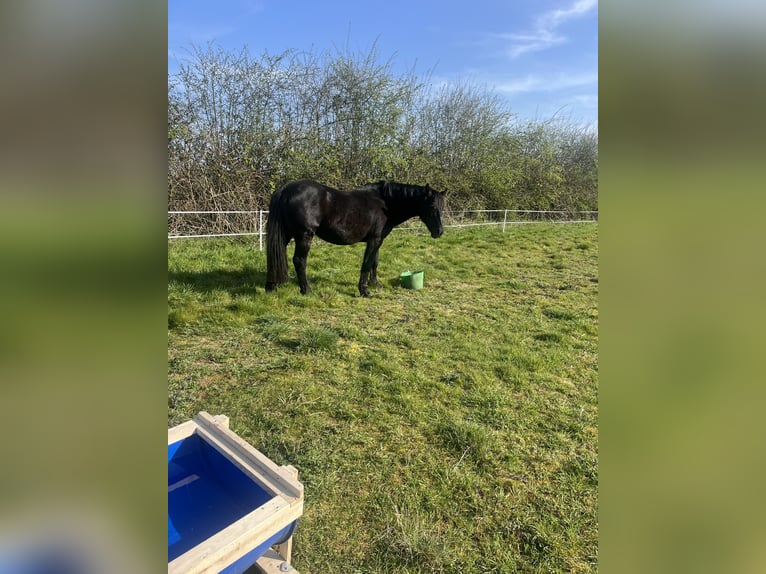 Friesen Mix Hengst 15 Jahre 142 cm Rappe in Leicestershire