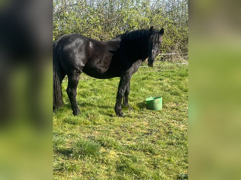 Friesen Mix Hengst 15 Jahre 142 cm Rappe in Leicestershire