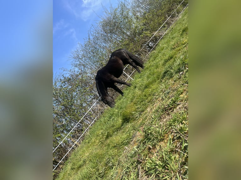 Friesen Mix Hengst 15 Jahre 142 cm Rappe in Leicestershire