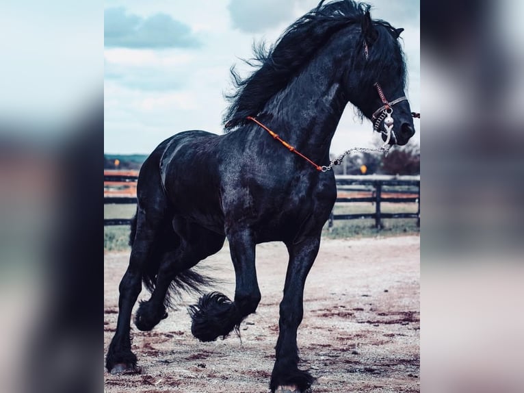 Friesen Hengst 15 Jahre 163 cm Rappe in Chicago