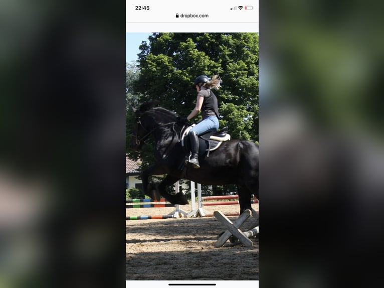 Friesen Hengst 15 Jahre 165 cm Rappe in Kissing