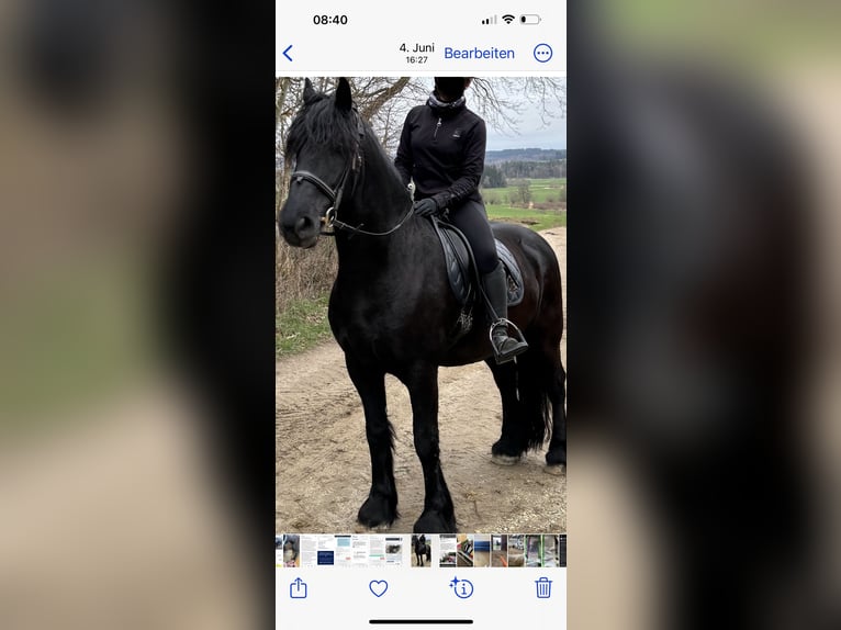Friesen Hengst 15 Jahre 165 cm Rappe in Kissing