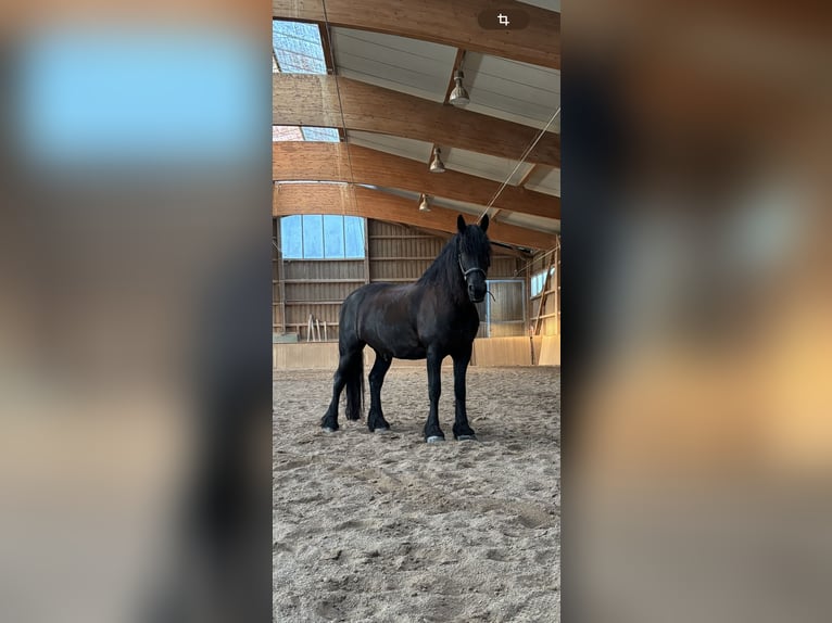 Friesen Hengst 15 Jahre 165 cm Rappe in Kissing