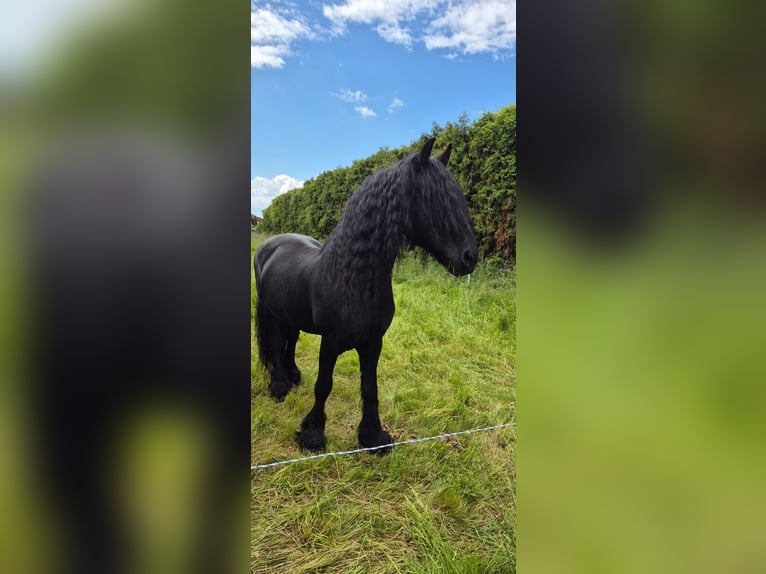 Friesen Hengst 18 Jahre Rappe in Ginselberg