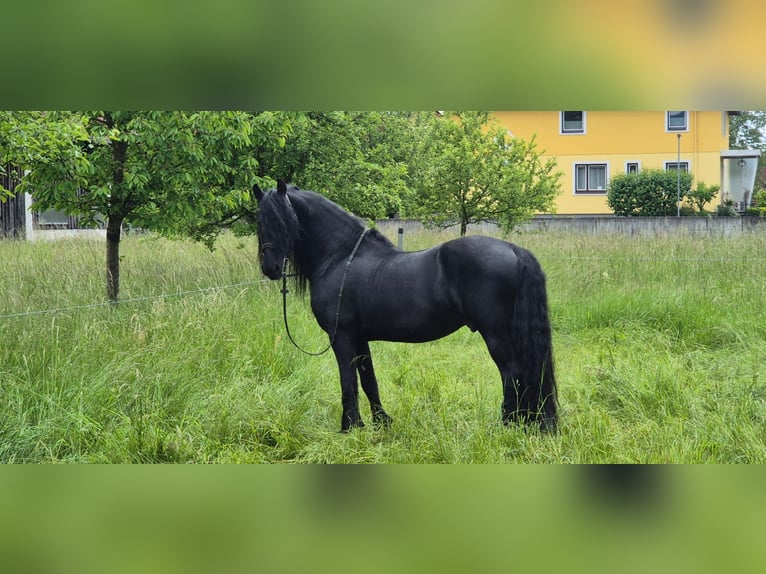 Friesen Hengst 18 Jahre Rappe in Ginselberg