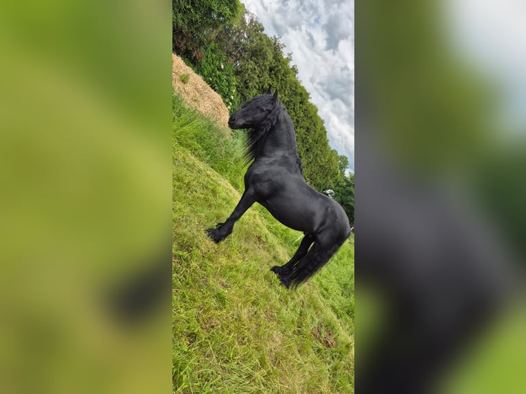 Friesen Hengst 18 Jahre Rappe in Ginselberg