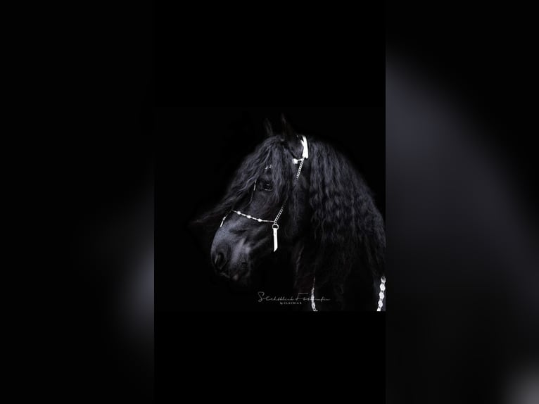 Friesen Mix Hengst 1 Jahr 130 cm Rappe in Tessin