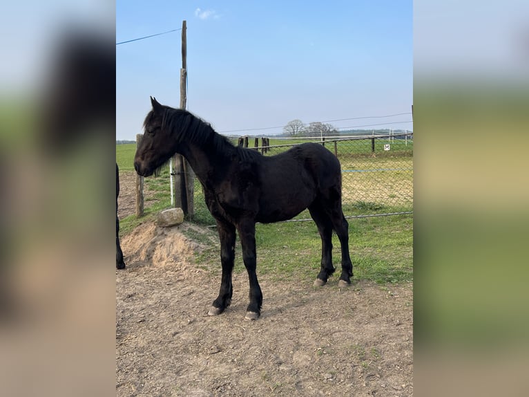 Friesen Mix Hengst 1 Jahr 130 cm Rappe in Tessin