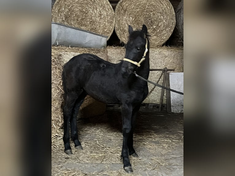 Friesen Mix Hengst 1 Jahr 130 cm Rappe in Tessin