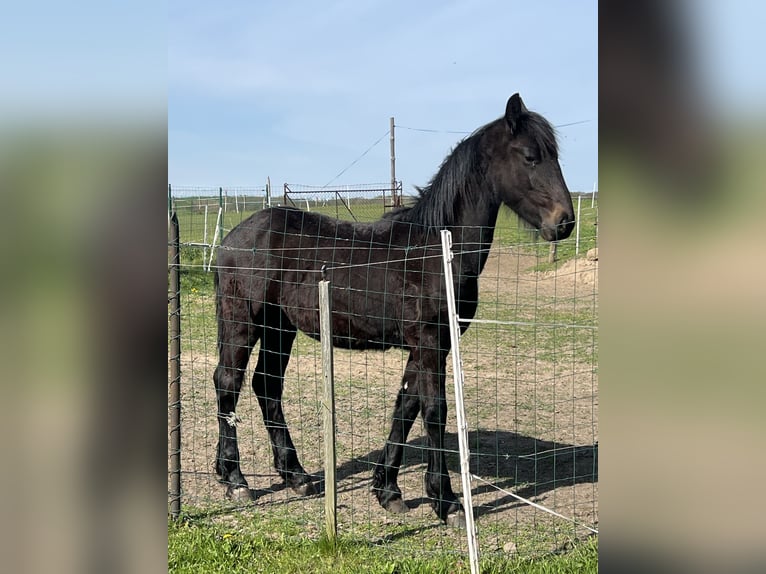 Friesen Mix Hengst 1 Jahr 130 cm Rappe in Tessin