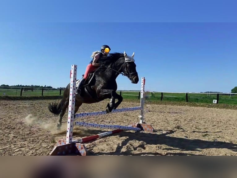 Friesen Mix Hengst 1 Jahr 130 cm Rappe in Tessin
