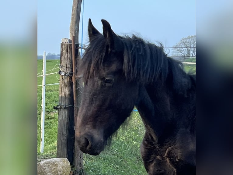 Friesen Mix Hengst 1 Jahr 130 cm Rappe in Tessin
