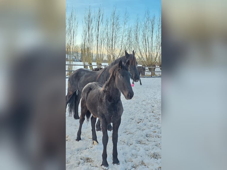 Friesen Hengst 1 Jahr 135 cm Rappe in Wapse
