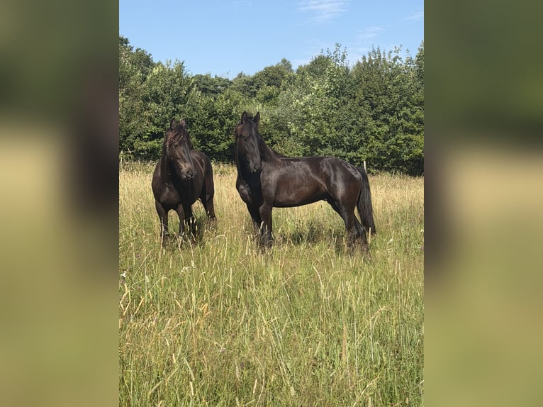 Friesen Hengst 1 Jahr 140 cm Rappe in Rotenhain