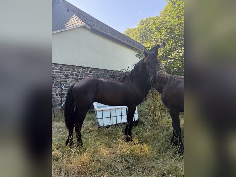 Friesen Hengst 1 Jahr 140 cm Rappe in Rotenhain