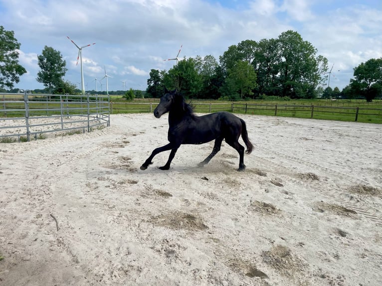 Friesen Hengst 1 Jahr 145 cm Rappe in Bunde