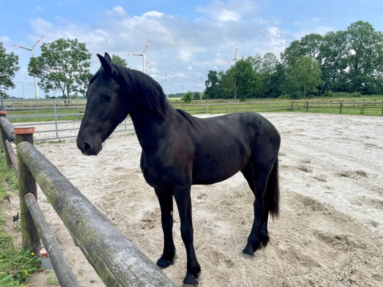 Friesen Hengst 1 Jahr 145 cm Rappe in Bunde