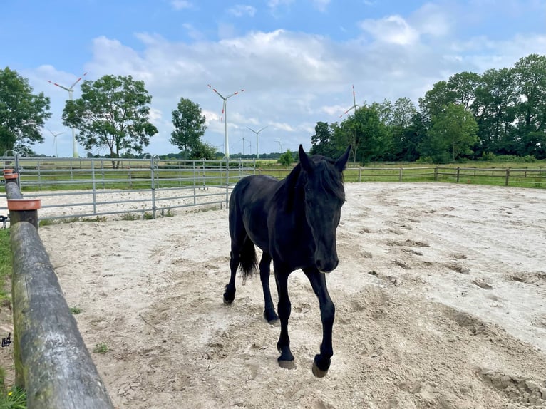 Friesen Hengst 1 Jahr 145 cm Rappe in Bunde