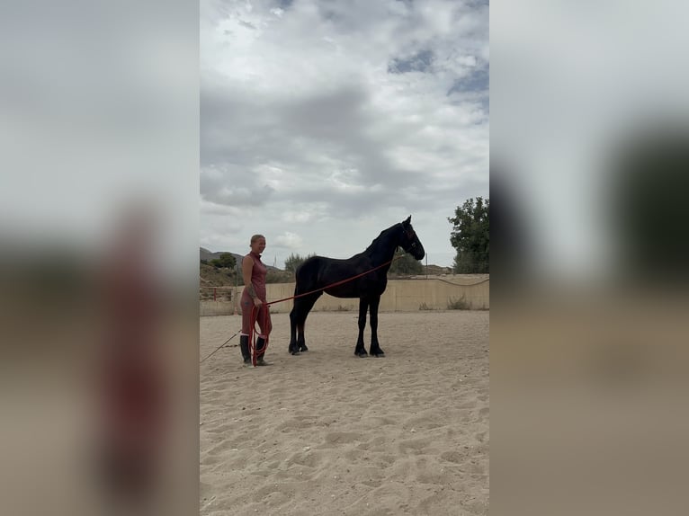 Friesen Hengst 1 Jahr 148 cm Rappe in El Campello