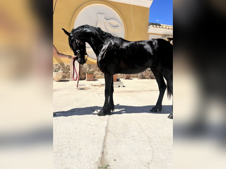Friesen Hengst 1 Jahr 148 cm Rappe in El Campello