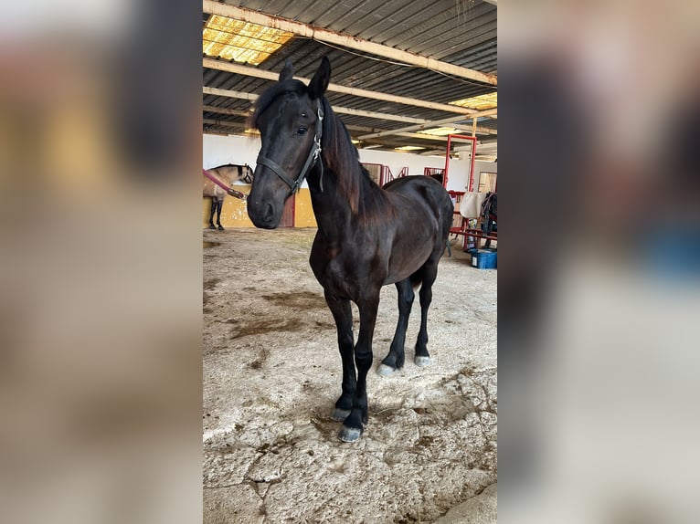 Friesen Hengst 1 Jahr 148 cm Rappe in El Campello