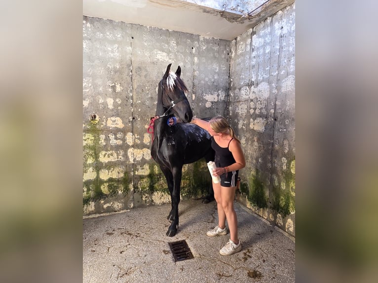 Friesen Hengst 1 Jahr 148 cm Rappe in El Campello