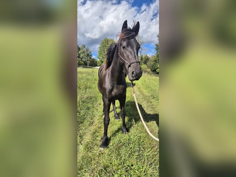 Friesen Hengst 1 Jahr 148 cm Rappe in Hofheim am Taunus