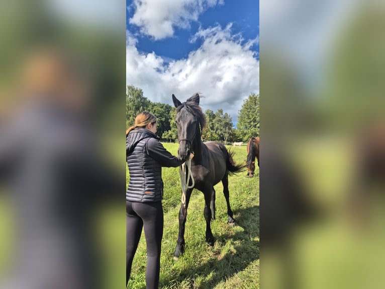 Friesen Hengst 1 Jahr 148 cm Rappe in Hofheim am Taunus
