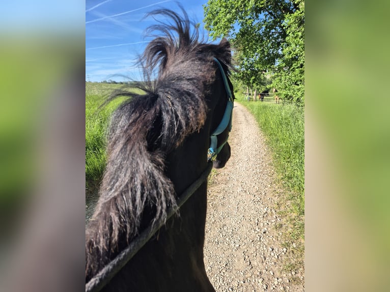 Friesen Hengst 1 Jahr 148 cm Rappe in Hofheim am Taunus