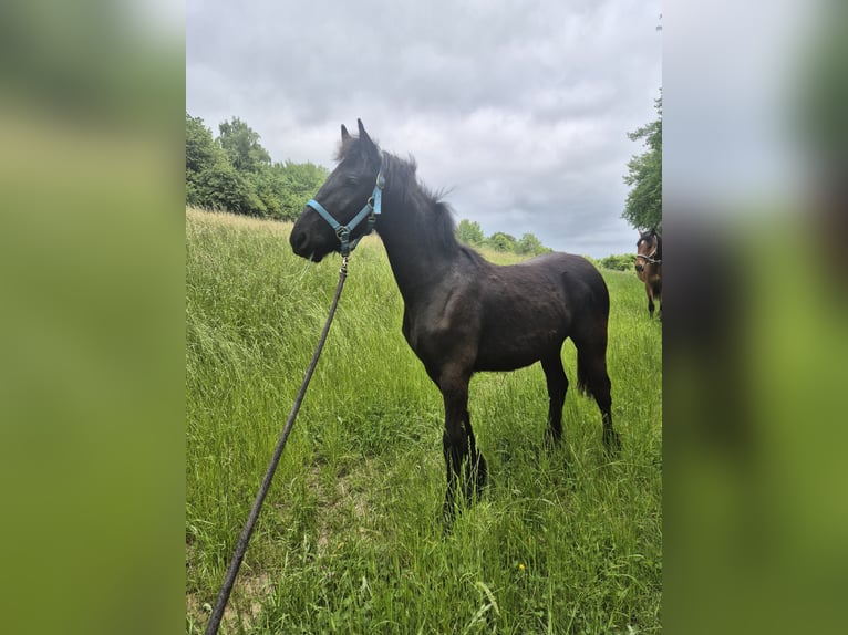 Friesen Hengst 1 Jahr 148 cm Rappe in Hofheim am Taunus