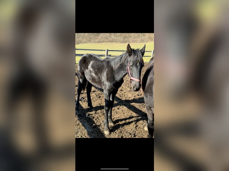 Friesen Hengst 1 Jahr 148 cm Rappe in Kottingbrunn