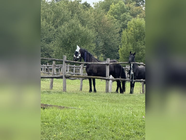Friesen Hengst 1 Jahr 149 cm Rappe in Pöllau