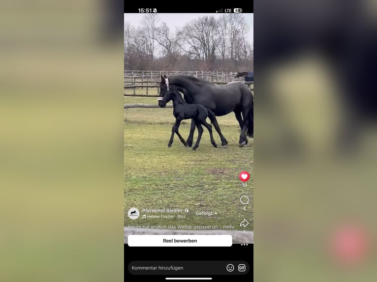 Friesen Hengst 1 Jahr 149 cm Rappe in Pöllau