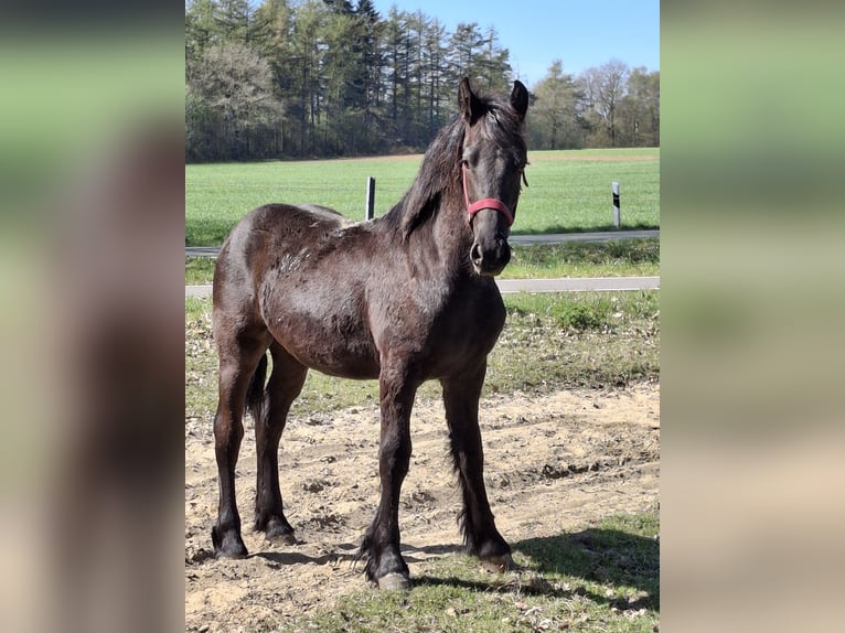 Friesen Hengst 1 Jahr 150 cm Rappe in Mander