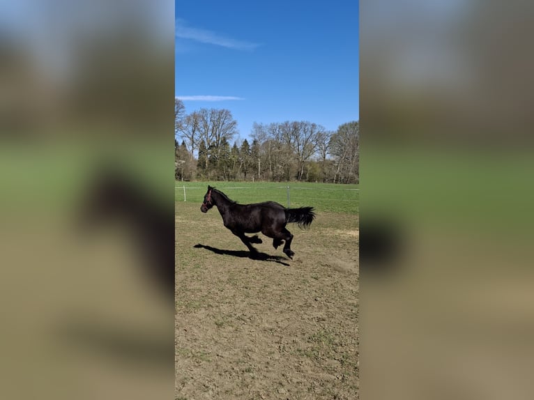 Friesen Hengst 1 Jahr 150 cm Rappe in Mander