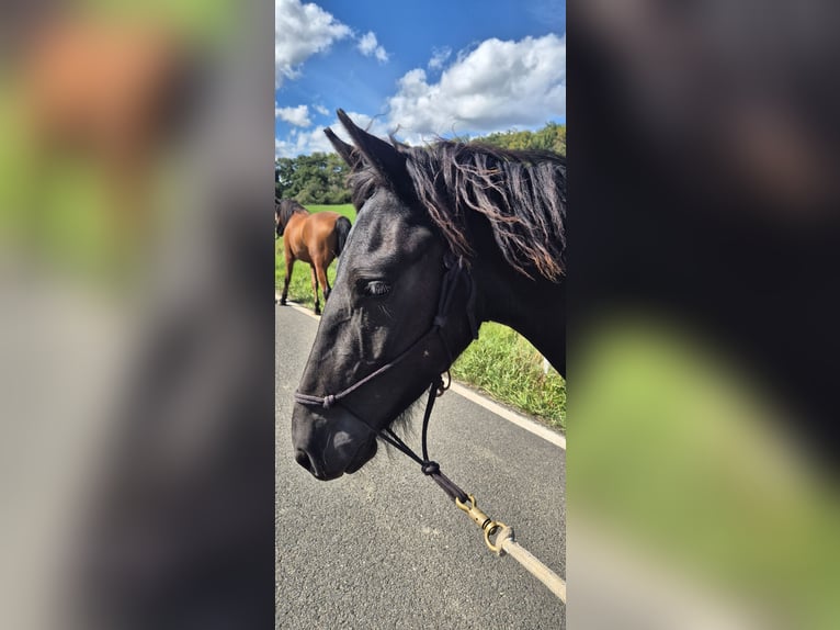Friesen Hengst 1 Jahr 154 cm Rappe in Hofheim am Taunus