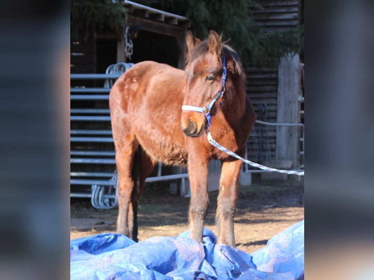 Friesen Mix Hengst 1 Jahr 155 cm Brauner in Gemmerich