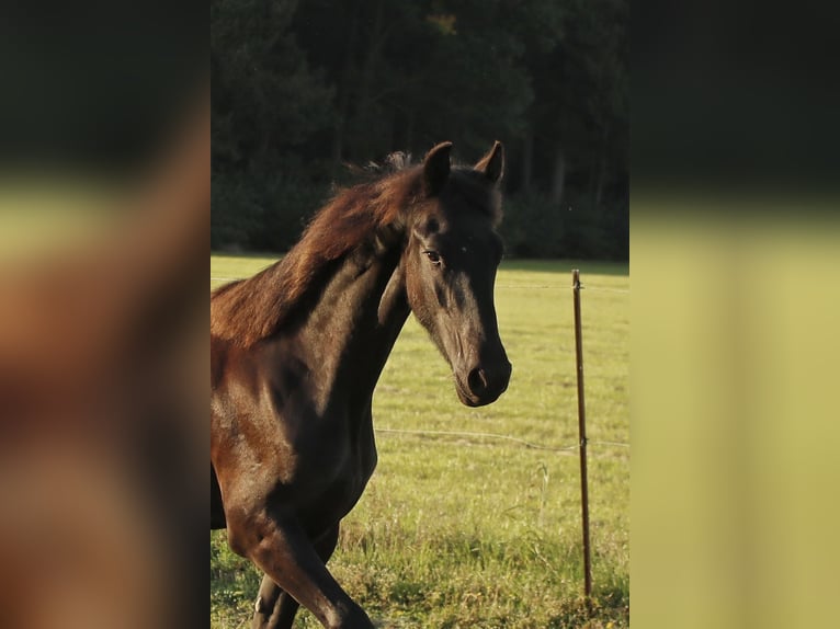 Friesen Hengst 1 Jahr 158 cm Rappe in Bruchhausen-Vilsen