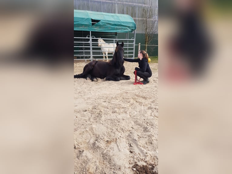 Friesen Hengst 1 Jahr 158 cm Rappe in Bruchhausen-Vilsen